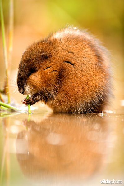 Muskusrat