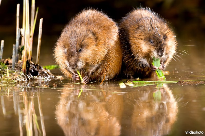Twee Muskusratten