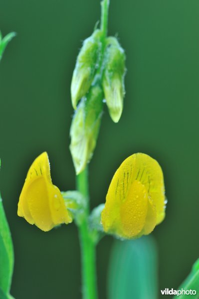 Veldlathyrus