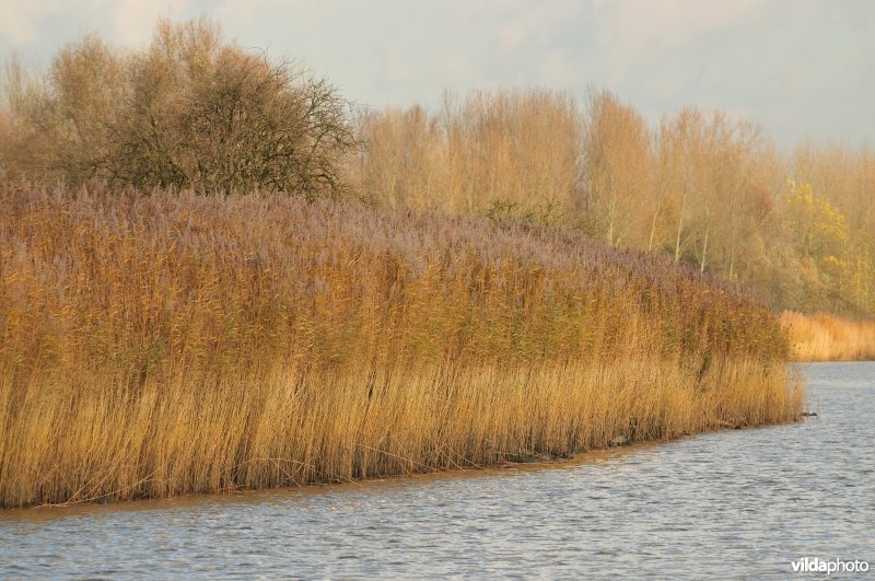 Riet langs de oevers van de Schelde