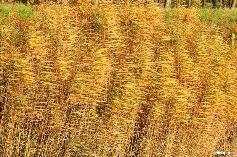 Riet langs de oevers van de Schelde