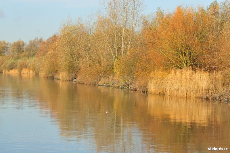 Oever van de Schelde