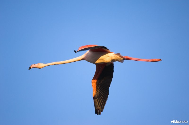 Flamingo in vlucht
