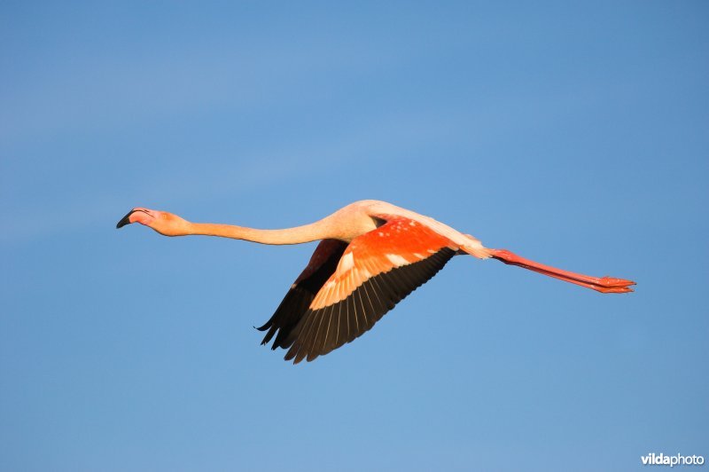 Flamingo in vlucht