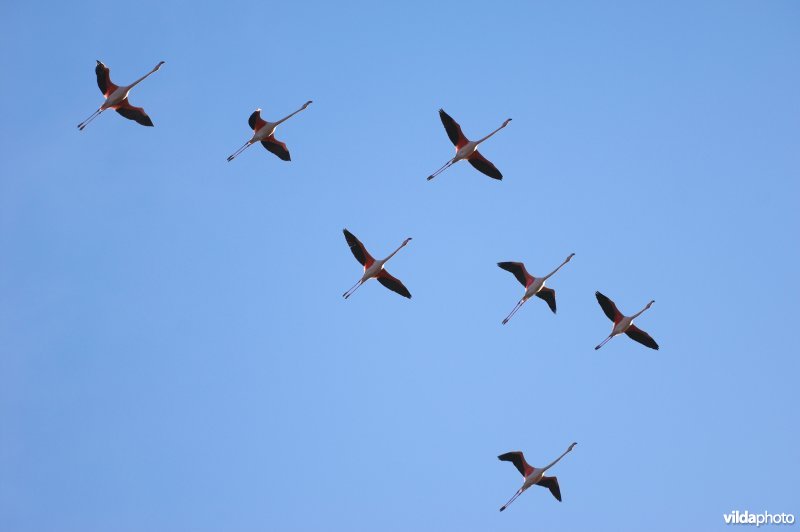 Groepje Flamingo's in vlucht