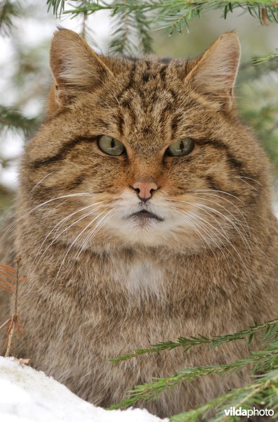 Portret van Wilde kat