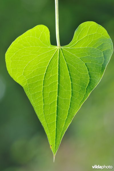Blad van Spekwortel