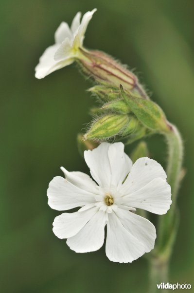 Avondkoekoeksbloem