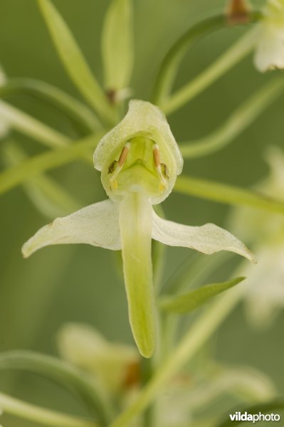 Close-up van de bloem van een orchidee