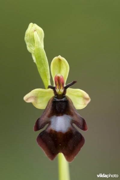 Close-up van een bloem van Vliegenorchis