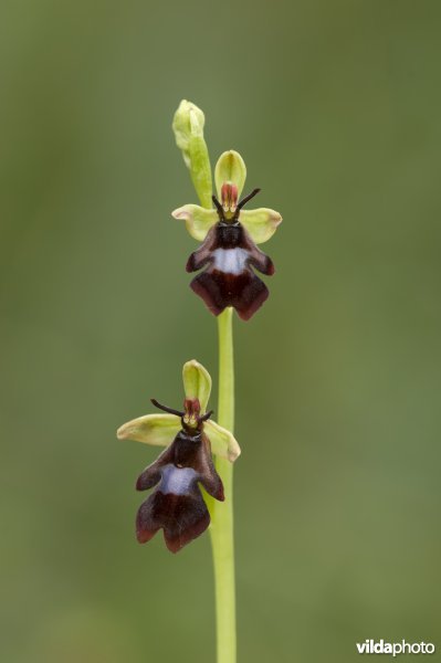 Een Vliegenorchis in bloei