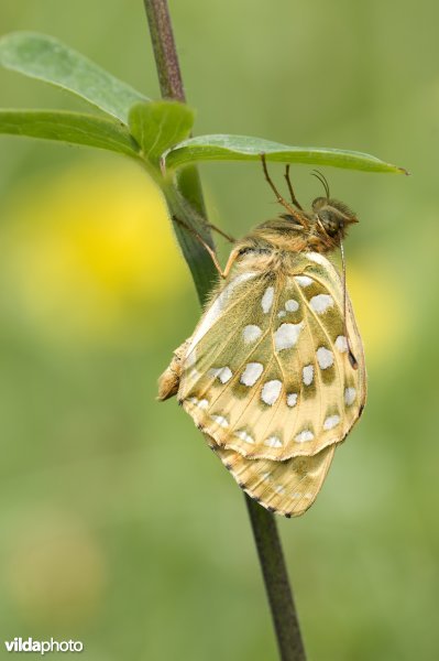 Een juist verpopte grote parelmoervlinder wacht op uitharding van de vleugels