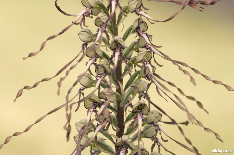 Close-up van de bloemen van een Bokkenorchis