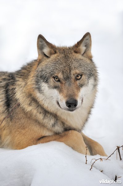 Portret van een wolf