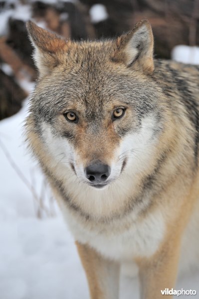 Portret van een wolf