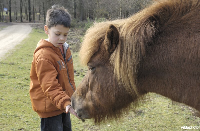 Shetlandpony wordt aanhankelijk