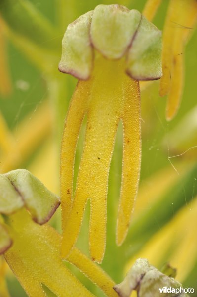 Bloem van poppenorchis