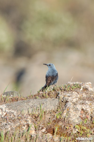 Blauwe rotslijster