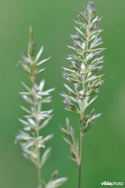 Breed fakkelgras