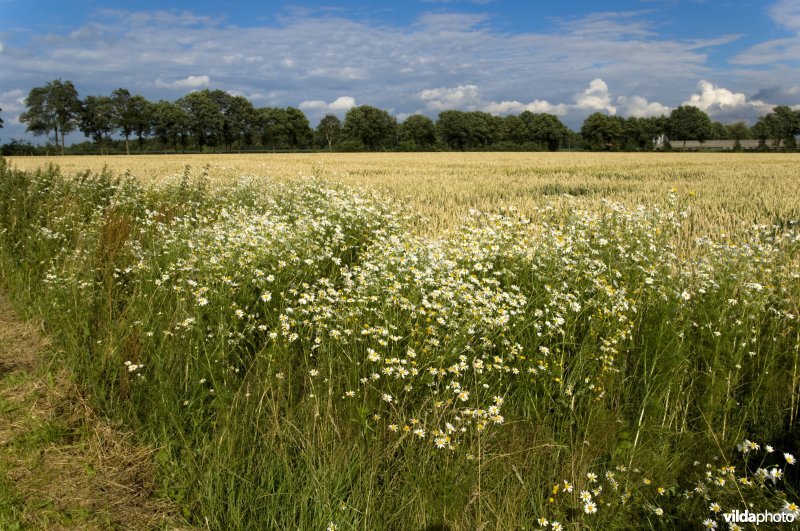 Bloemrijke akkerrand