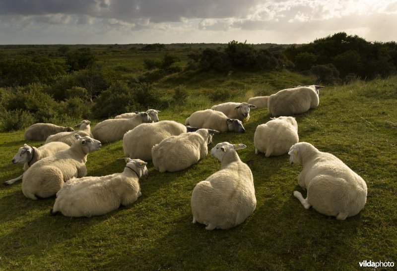 Schapen slapen op een dijk