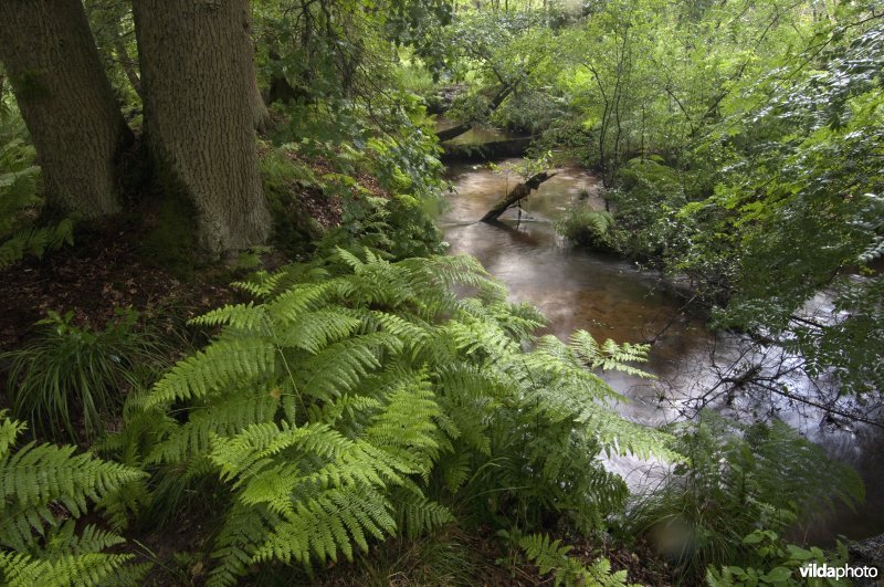 De Roode Beek in De Meinweg Nationaal Park