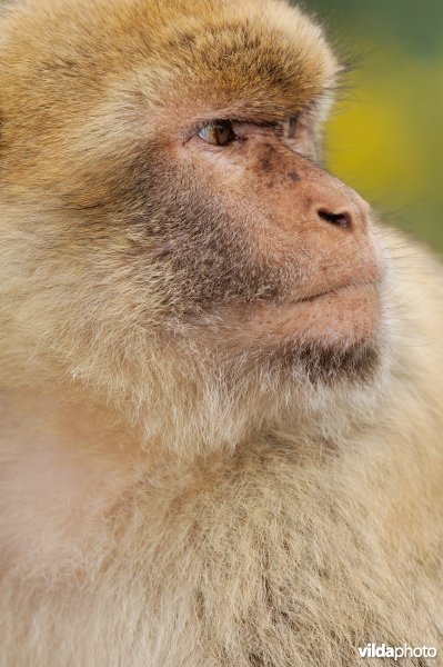 Jong vrouwtje makaak