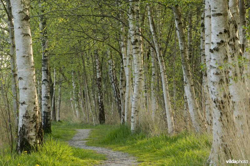 Pad door berkenbos in De Wieden Nationaal Park