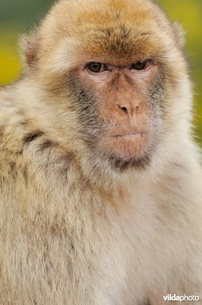 Portret van jong vrouwtje makaak