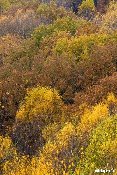 Berkenbos in herfstkleuren