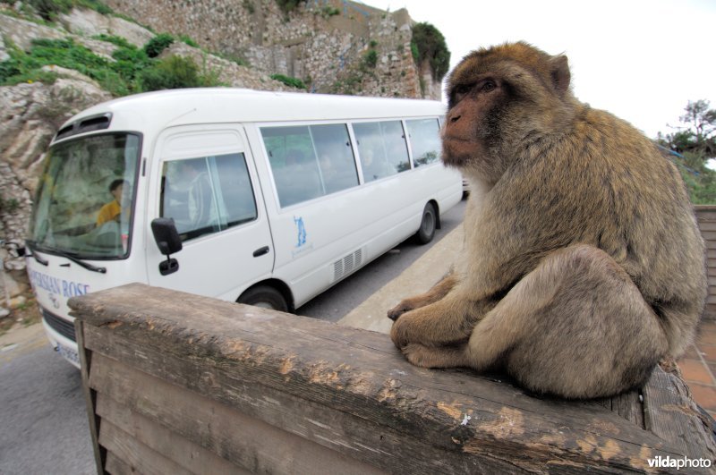 Toeristenbus komt voor de makaken