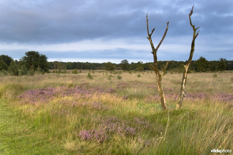 Dode berken als baken in de vochtige heide van het Dwingelderveld
