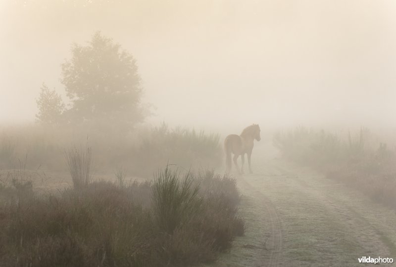 Een IJslandse pony in ochtendnevel op de Meinweg