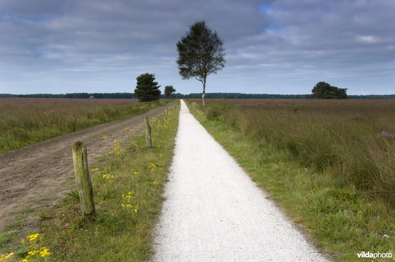 Dwingelderveld Nationaal Park