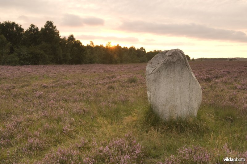 Een zwerkei op de Dwingelose Heide in het Nationaal Park Dwingelderveld in de avond