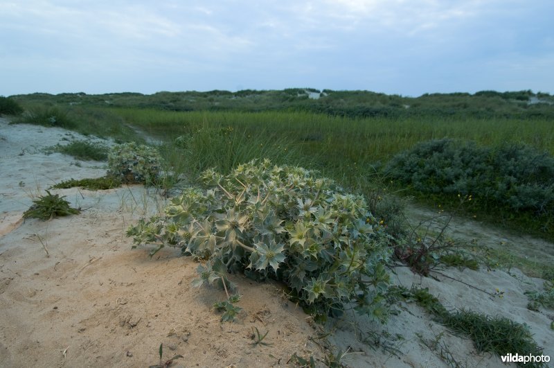 Planten van Blauwe zeedistel in de duinen aan de rand van een vochtige duinvallei