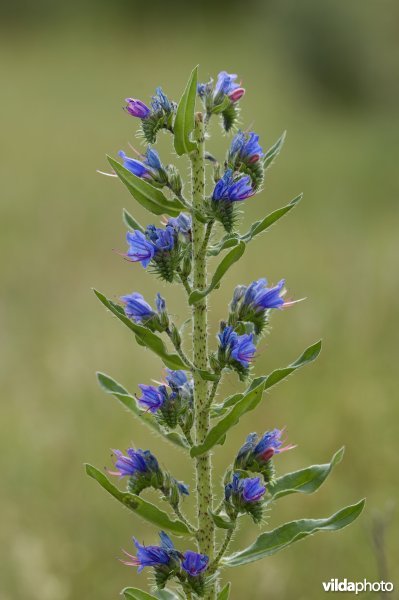 Bloeiend Slangenkruid