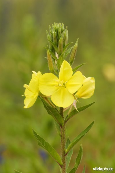 Bloeiende teunisbloem