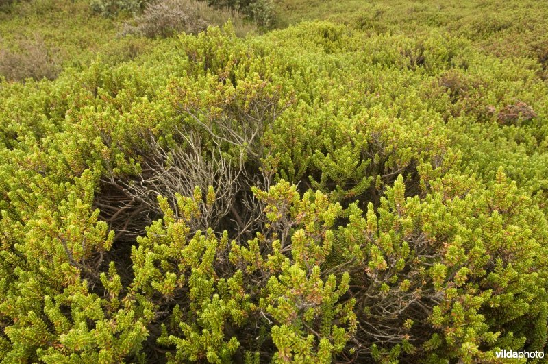 Kraaihei vormt dichte pollen waarin veel dieren beschutting kunnen vinden.