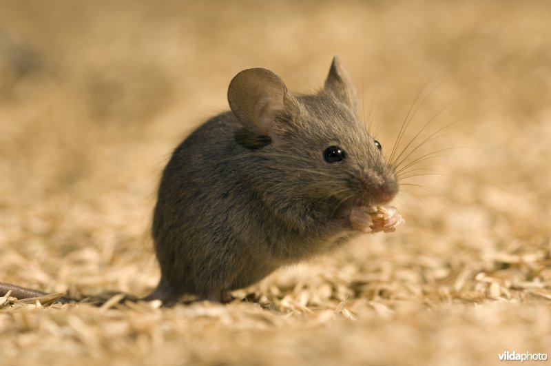 Portret van een huismuis in een graszaadvoorraad van een boer