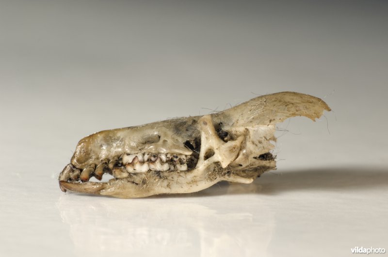 Het schedeltje van een waterspitsmuis