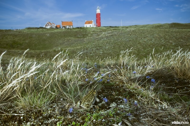 Portret van rugstreeppad in open duinvegetatie bij de vuurtoren van Texel