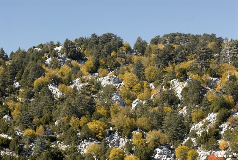 Herfstkleuren op een berghelling in Lyci, Turkije
