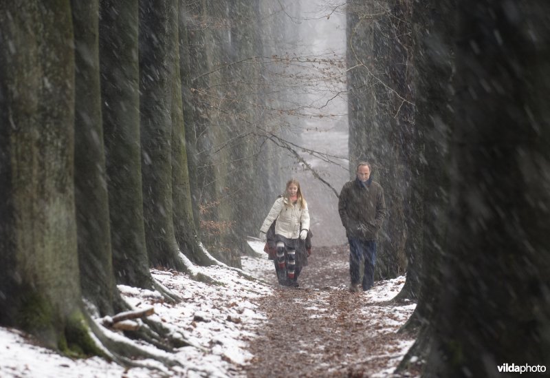 Een familie wandelt in de sneeuw door een beukenlaan - de Koningslaan -  in Nationaal Park Veluwezoom