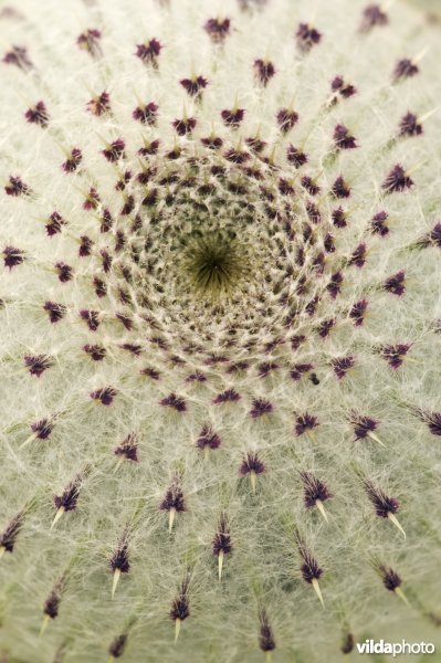 Detail van bloemhoofdje van een wollige distel