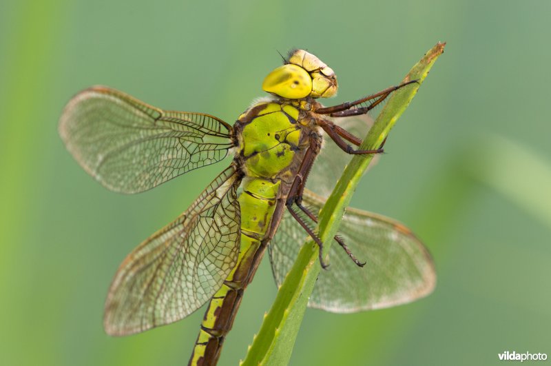 Groene glazenmaker
