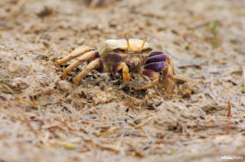 Wijfje van de wenkkrab