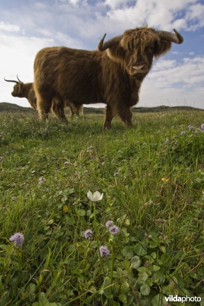 Een groepje bloemen van Parnassia in een vochtig duingrasland met watermunt dat wordt begraasd door Schotse Hooglanders