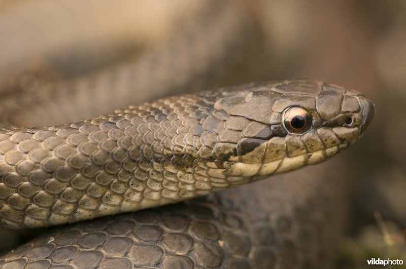 Portret van een gladde slang