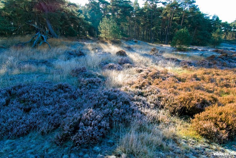 Rijp op heide in de Hoge Veluwe